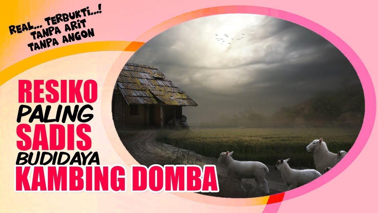 #dtvkambingdomba INILAH Faktor Paling MENGERIKAN Dalam BUDIDAYA Kambing
