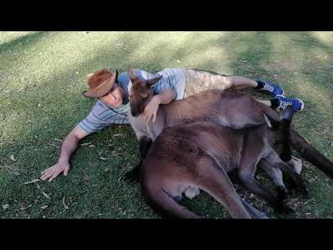 Опасные кенгуру. Когда кенгуру нападают на людей и насколько они опасны?