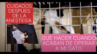 QUE HACER CUANDO ACABAN DE ESTERILIZAR A MI GATO by Gatos, Consejos de Mascotas y Mas. 106 views 1 year ago 7 minutes, 41 seconds