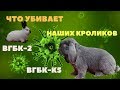 Погибают привитые кролики / Мутирующий вирус убийца кроликов /  Новые штаммы ВГБК-2/ВГБК-К5