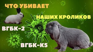 Погибают привитые кролики / Мутирующий вирус убийца кроликов /  Новые штаммы ВГБК-2/ВГБК-К5
