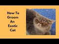 Grooming An Exotic Cat の動画、YouTube動画。