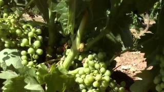 De tempranillo plantas vid