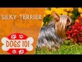 Dogs 101 - SILKY TERRIER - Top Dog Facts About the SILKY TERRIER の動画、YouTube動画。