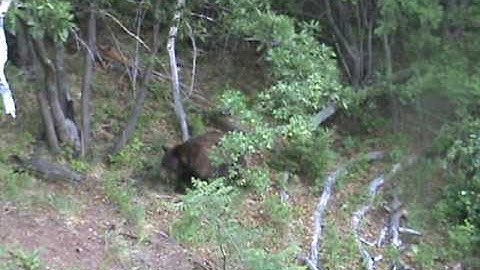 Az bear kill with SWHACKER broadhead