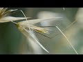 These Seeds Can Walk! | The Green Planet | BBC Earth