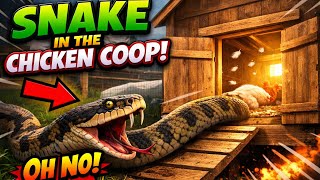 Snake Attacked Our Chicken Coop! Watch Snake Catcher Catch It Live