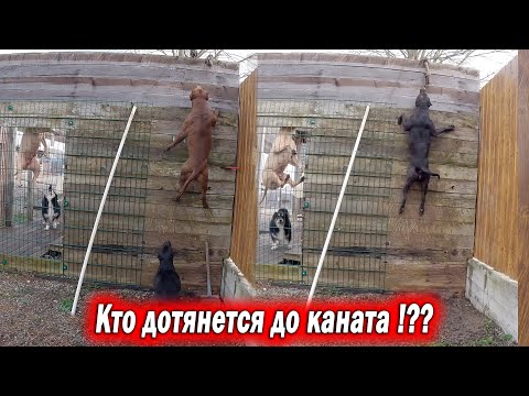 Состязания питов ! Кто из питов сможет достать канат ?? Азартные питы в деле !!