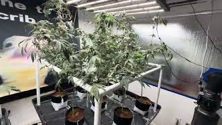 Week 10 flower, now we flush!