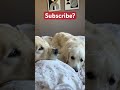 Heyyyy #goldenretriever #dogshorts #pets #doglove #shorts #shortfeed #dog #dogs #cutedog
