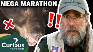 A Town Where Collisions With Bears Are IMMINENT  | MEGA MARATHON | Curious?: Natural World