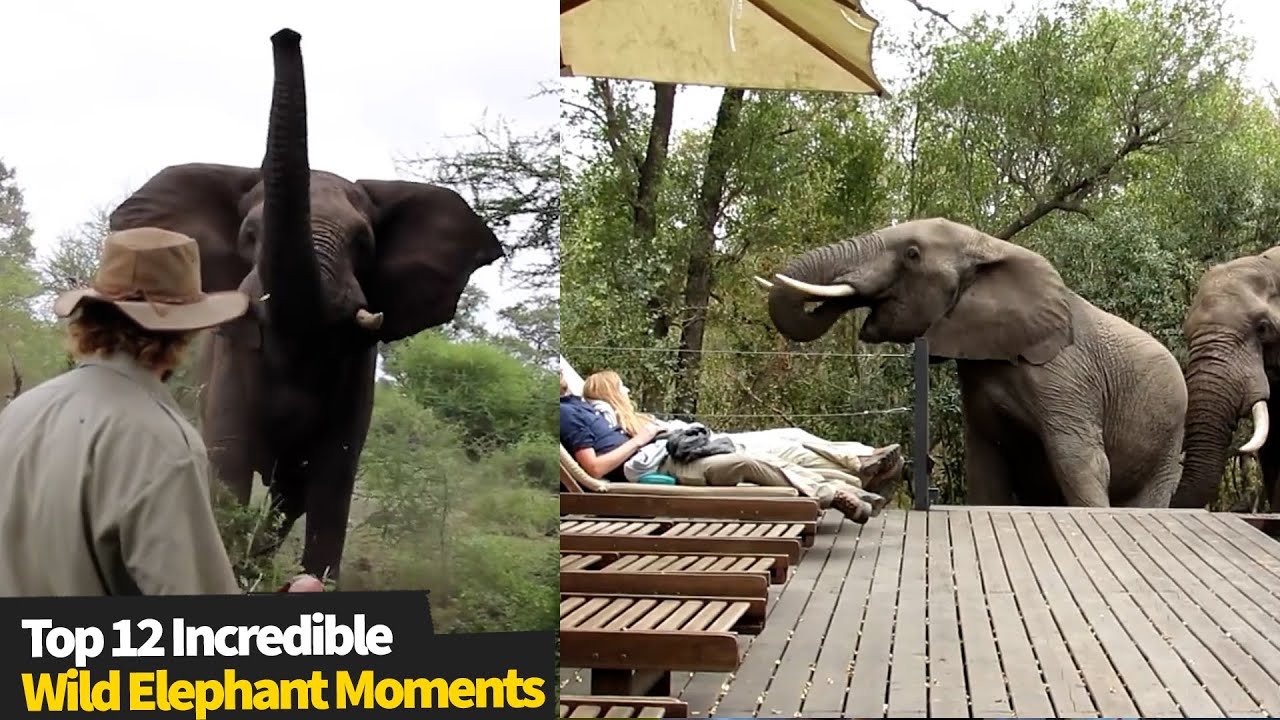 Top 12 INCREDIBLE Wild Elephant Encounters - YouTube