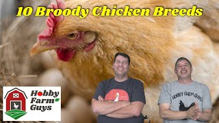 Exclusive 10 Broody Chicken Breeds & What That Means for You [Classic HFG] Profile
