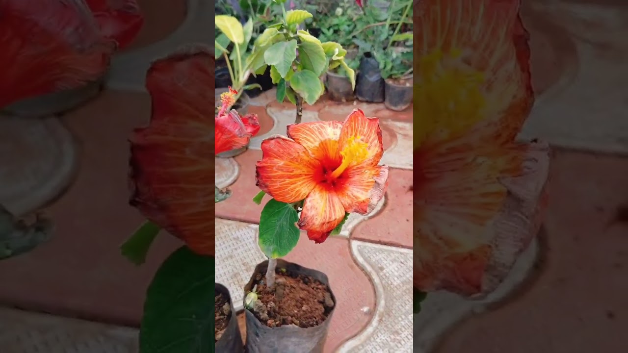 Packing video #low price plants #new plants #6379042442 #wondergarden #happy gardening #freeplants 