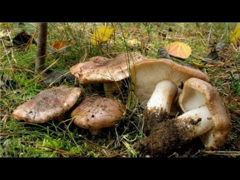 YouTube видео