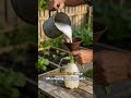 Blattläuse bekämpfen mit Schmierseife Hausmittel #blattläuse #garten #pflanzenpflege