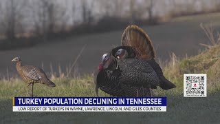 Turkey population declining in Tennessee