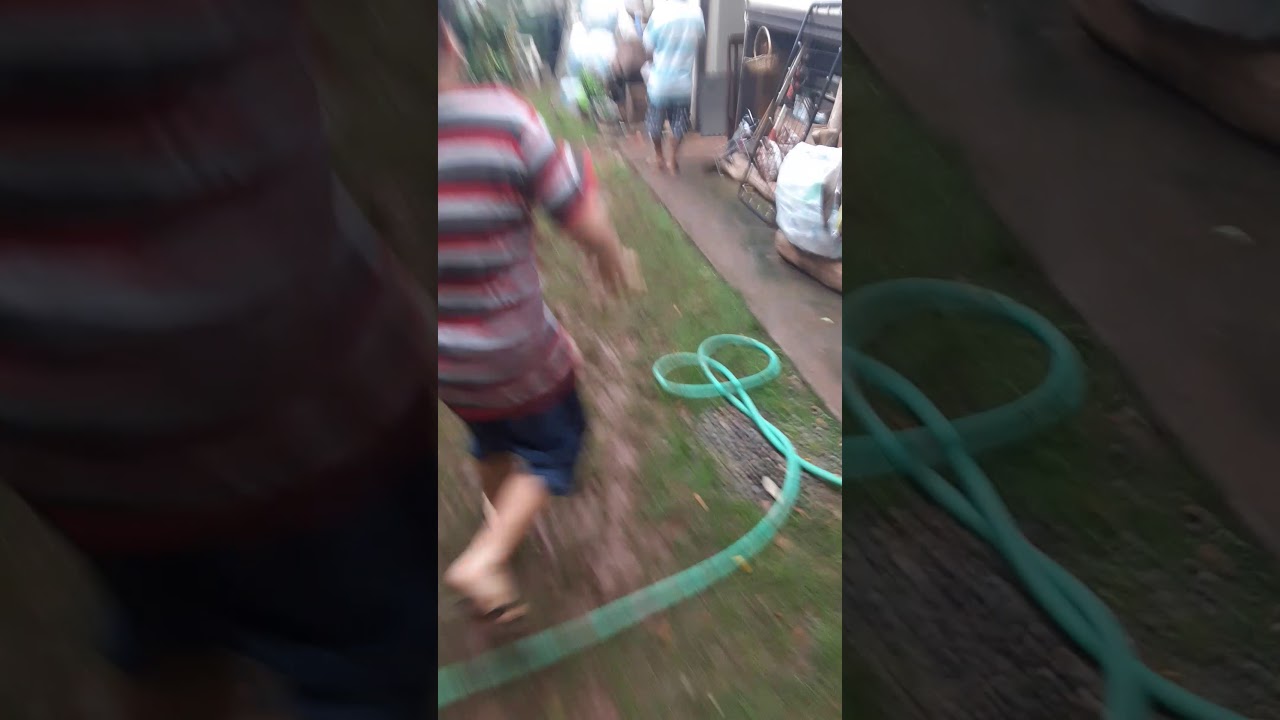 What happens when dogs drink from fish pond... dead fish