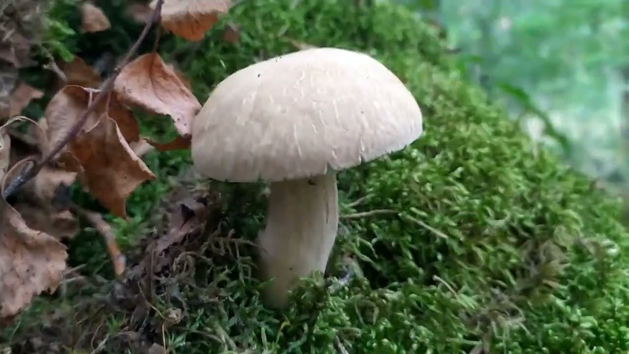 Grzyby wysypało prawdziwki YouTube