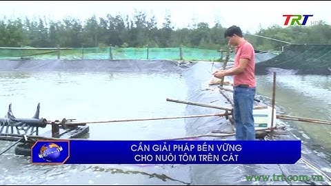 Cần giải pháp bền vững cho nuôi tôm trên cát