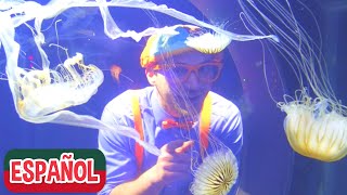 Blippi visita un zoológico (Zoológico y Acuario Point Defiance) | Videos Educativos