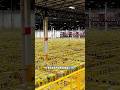 Robots Replace Thousands of Amazon Workers Overnight
