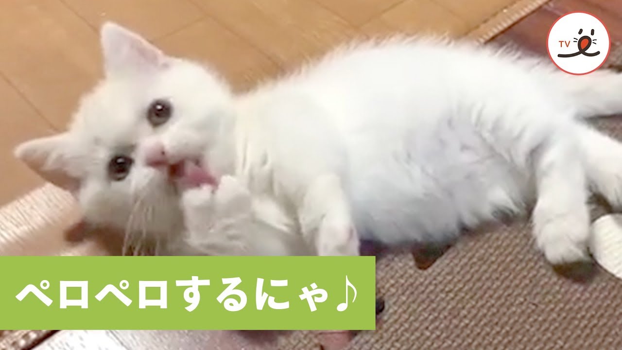 ペロ猫 小さなペロリスト現る…⁉︎ ペロペロするのに夢中な子猫さん