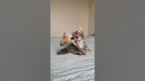 Video 6692811: siberian tabby kitten, tabby female kitten, blue tabby kitten, purebred kitties