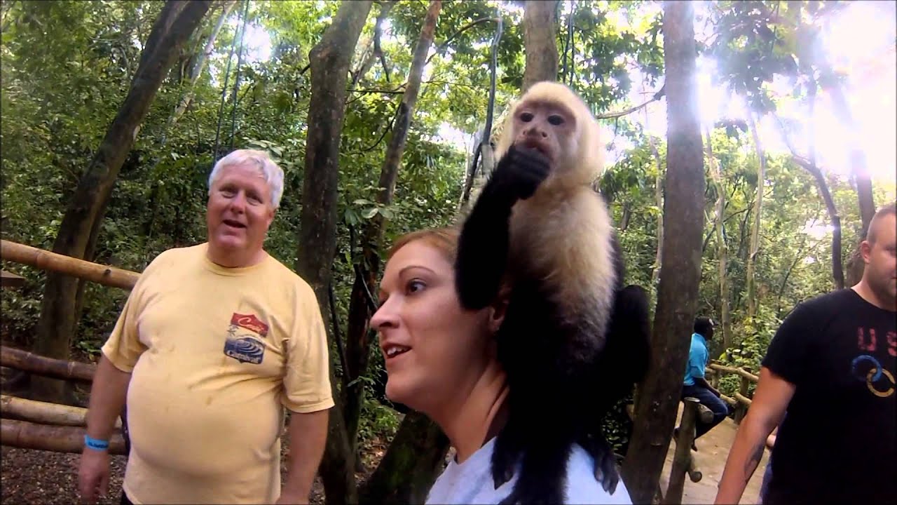 Carnival Cruise Excursion Monkeys And Toddler YouTube carnival-cruise-excursion-monkeys-and-toddler-youtube