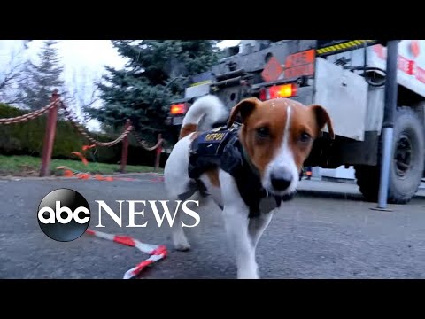 Video: Nyliga dödsfall Spur New Jersey Lawmakers att reglera husdjursvård industrin