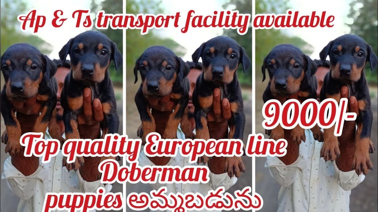 Top quality Doberman puppies for sale7981213405hyderabaddog market in hyderabad YouTube