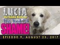 🐶 Lucia the Golden Retriever Episode 9: Trail of Shame, A shocking discovery leads to a messy puppy