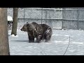 Randy our syrian brown bear, playing in the snow.