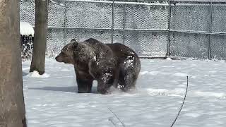 Randy our syrian brown bear, playing in the snow.