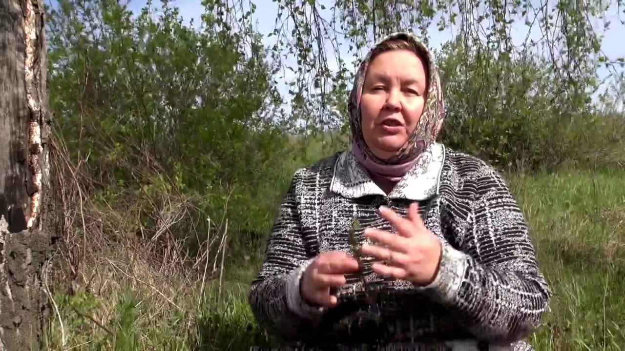 БУДРА ПЛЮЩЕВИДНАЯ || Полезные свойства и применение