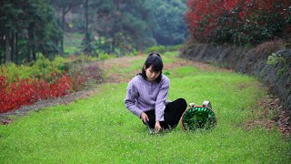 Dig eight kinds of wild vegetables,make a table Feast of Wild Herbs挖一背簍野菜，做一桌綠葉宴，把春天吃進肚子裡丨Lizhangliu