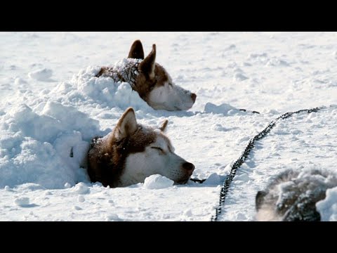 8 собак были брошены на полярной станции, но вернувшись через полгода никто не ожидал увидеть это