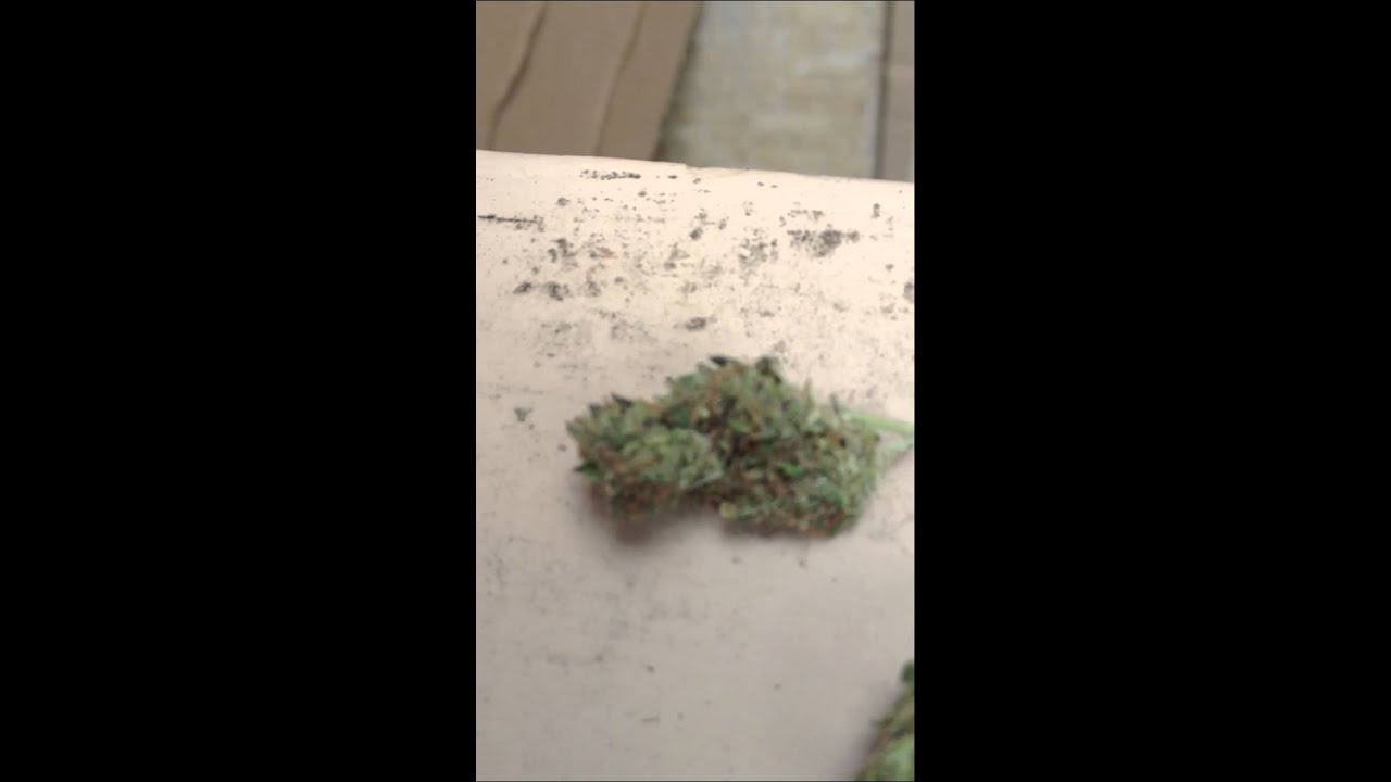 White Russian x Sour Diesel x Bubba Kush 720p High Def