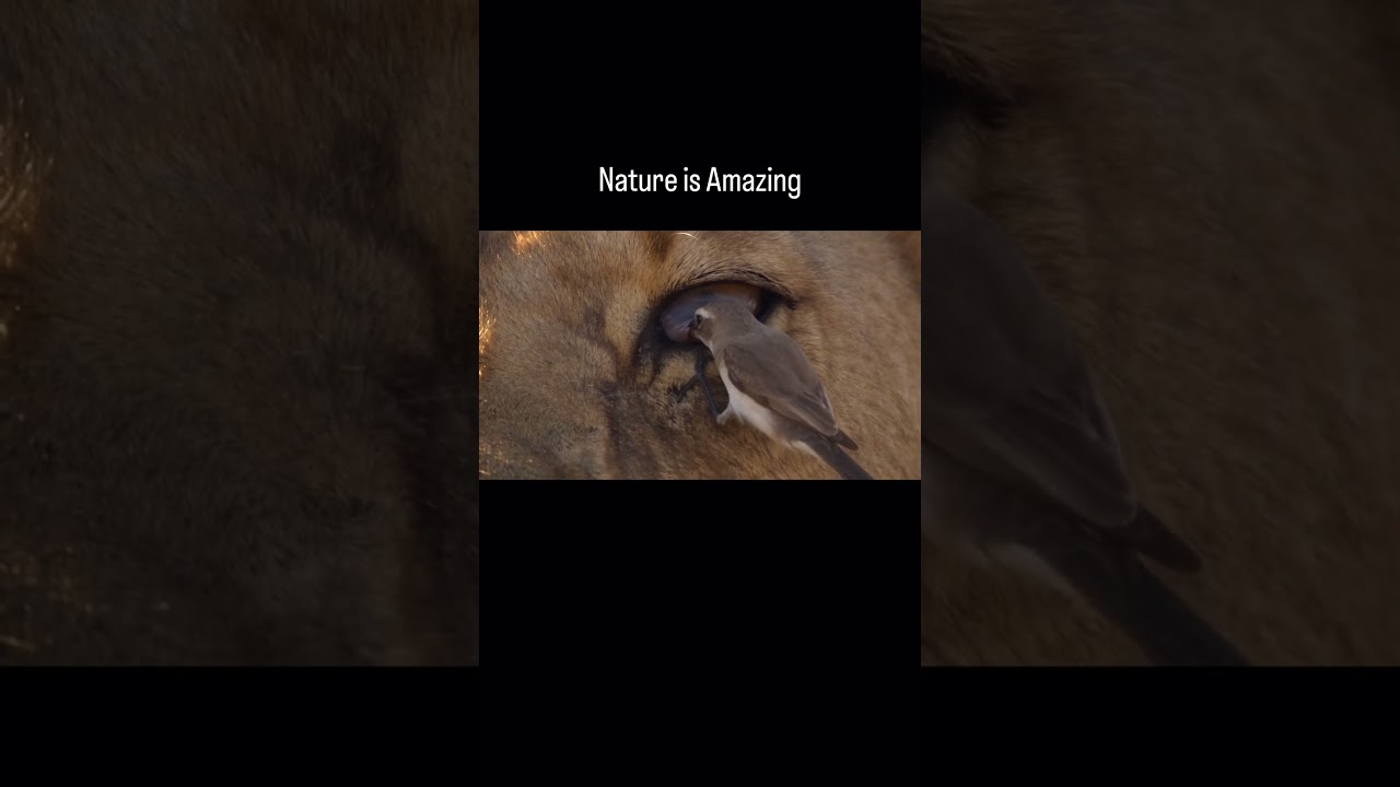 The helpful bird #nature #nationalgeographic #wildanimals #shorts