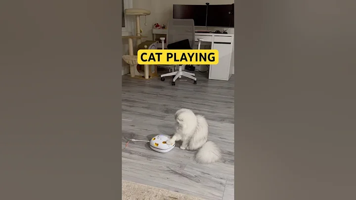 Watch the video about Cat Playing | British Long Hair-Scottishfold Cat #cats #britishlonghair #scottishfold #cat #catlover