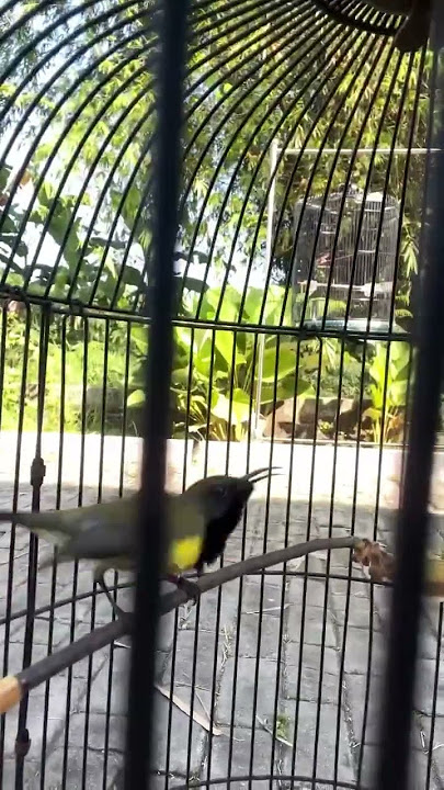 Download lagu Masteran Sogon Paling Dicari!Nembak rapat,suara tajam #SogonGacor #SogokOntong #MasteranSogon