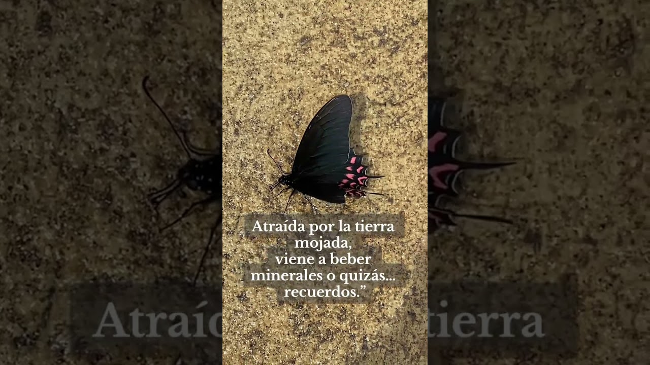 Mariposa 🦋 #naturaleza#mariposa #reflexion #motivacion