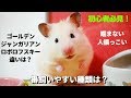 飼いやすい・なつきやすい・噛まないハムスターってどの種類?【ゴールデンキンクマ・ジャンガリアン・ロボロフスキーの違い】