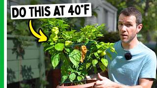 COLD Is Coming! Here's What ACTUALLY Saves Your Peppers