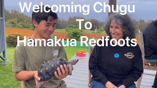 Welcoming ‘Chugu’ To Hamakua Redfoots