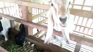 Lagu Anak-anak - Anak Kambing Saya