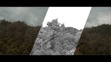 Forest - 3D Matte Painting