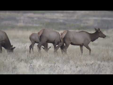 American Mammals 9 : Elk | White-Tailed Deer