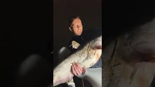 30Lb blue March 27 #fishing #carp #catfishing #catfish #nature # outdoors #bluecat #rivercertified