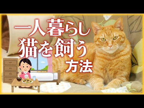 飼うなら守って！一人暮らしで猫の飼い方！正直おすすめしないけど、失敗や後悔しないように考えて下さい！